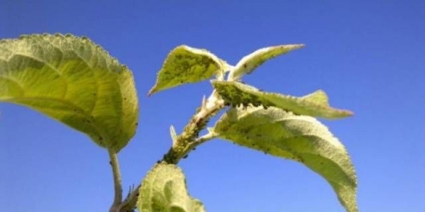 Suzbijanje lisnih uši na voćkama